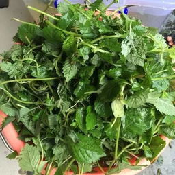 仙人草的副作用 仙人草治什么病