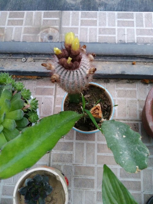 仙人球开花预示着家中有什么事 仙人球开花经典短语