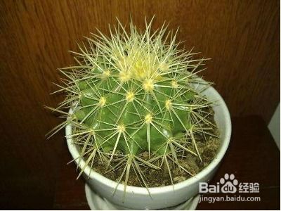 仙人球用沙子种好还是泥土种好 仙人球最佳配土方法