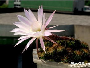 仙人球开的花叫什么名字 仙人球开花是昙花一现吗