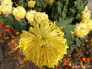 以下属于花中四君子的是 四大君子之花