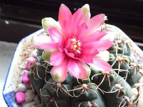 仙人球开花预示着什么好兆头 仙人球开花对家庭好不好