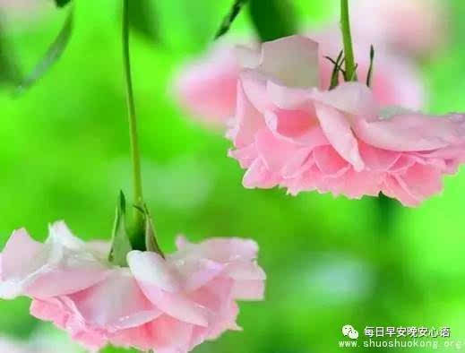 以蔷薇为名的网名 带蔷薇的唯美微信名