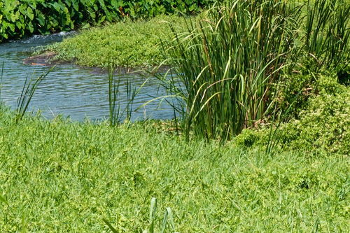代表勇气和坚强的植物 象征着不畏挫折的植物