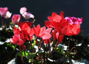 仙客来如何过夏天 仙客来几月份休眠