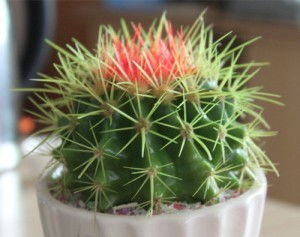 仙人球的花语 仙人球暗示什么