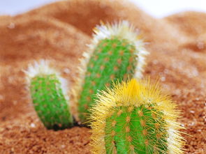 仙人球真的可以斩第三者吗 会对财运不好吗