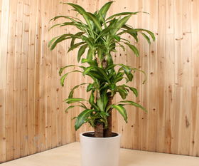 以婚为啥不能养巴西木 巴西木风水大忌