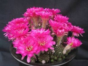 仙人球开花寓意 风水 仙人球放在哪里招财