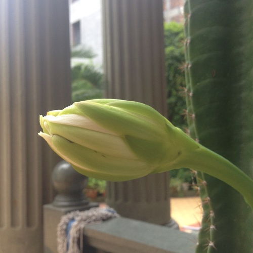 仙人球开白花是什么品种 开白色花的仙人掌