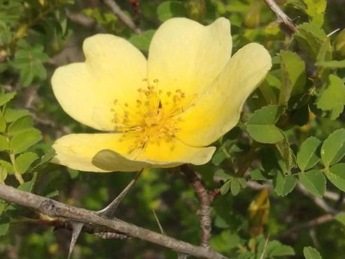 代表山西的花是什么花 太原市市花为啥是菊花