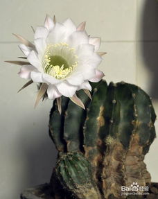 仙人球花泡水喝的功效 仙人球花怎么泡水喝