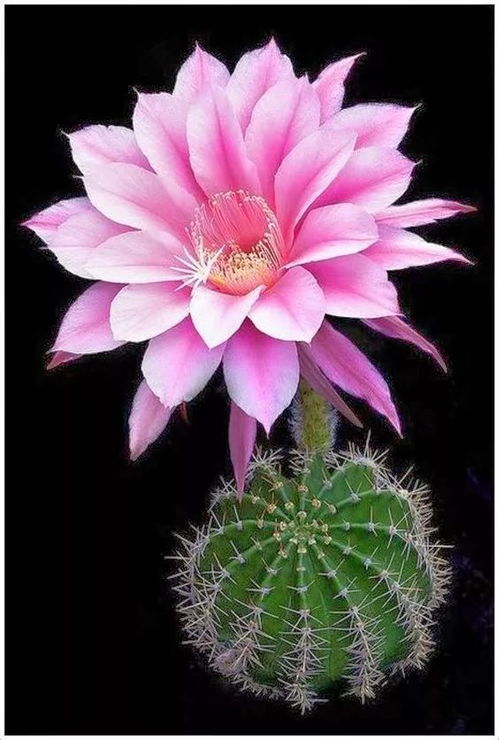 仙人球开花三朵预兆 家中仙人球开了白花预兆