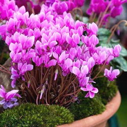 仙客来叶子掉光只剩球根怎么处理 仙客来就剩个球根怎么活