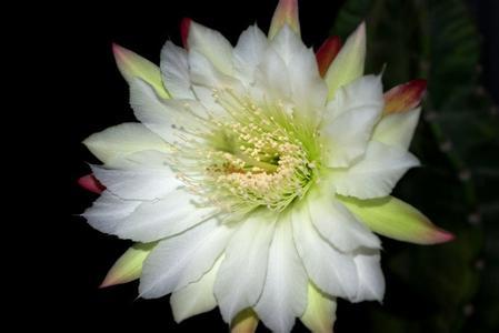 仙人球开白色的花好吗 仙人球开白花有丧事