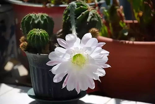 仙人球会开花吗,都开什么颜色的 仙人球开花对家庭好不好