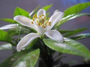代代花别名又叫什么 代代花的中药别名
