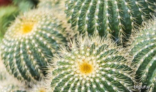 仙人球长满小球要掰掉吗 仙人球多大可摘小球