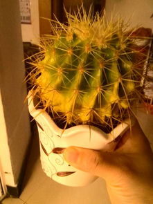 仙人球要死了的征兆 仙人球死了的样子图片