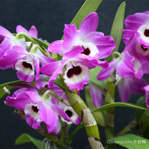 代表友谊的花朵是什么花 象征友谊长久的花