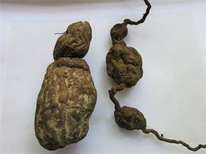 何首乌多少钱一斤 野生何首乌1000多一斤