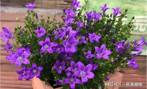 你喜欢风铃草吗它有什么品质 风铃草的品质是什么一句话