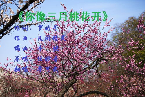 你像三月桃花开歌词 你像三月桃花开铃声免费下载