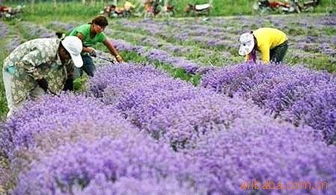 伊宁哪个薰衣草基地好 8月份新疆还有薰衣草吗