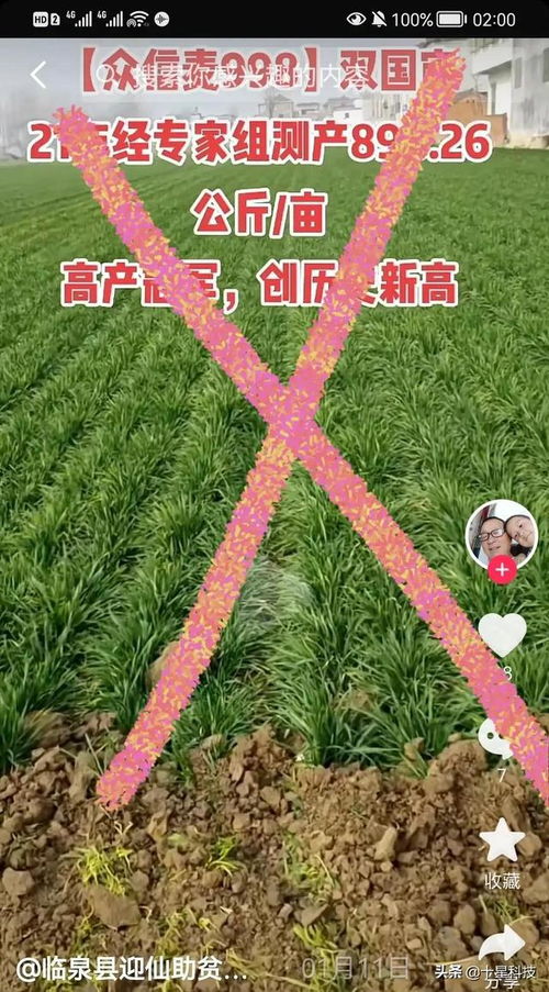 众信麦998小麦骗局 众信麦998株高优缺点