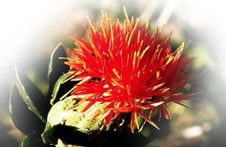 伊朗进口特级藏红花多少钱一克 藏红花一克多少钱