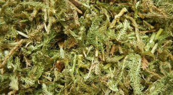 伸筋草一个月能吃几次 伸筋草一天喝几次