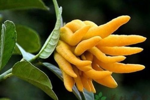 佛手一年开几次花 佛手种植几年才挂果
