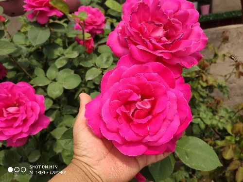 促进开花的肥料有哪些 开花需要磷肥还是钾肥