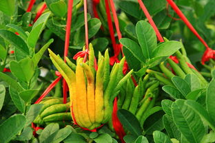 佛手代表什么意思呀 佛手的吉祥寓意