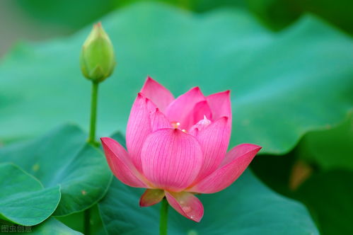 佛家七色莲花 上古十大莲花