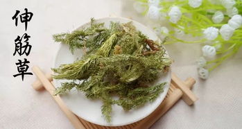 伸筋草每天30克泡水可以吗 伸筋草泡水喝的正确方法