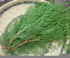 侧柏叶洗头三个月效果 千万别用侧柏叶洗头