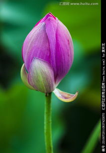 先有花苞还是先有花蕾 花蕾花苞花朵的过程描写