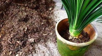 全用松针土花会死吗 哪些植物不能用松针土
