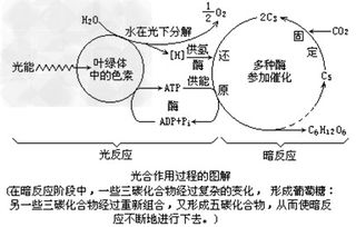 光合作用三个阶段方程式 光反应过程的3个反应式
