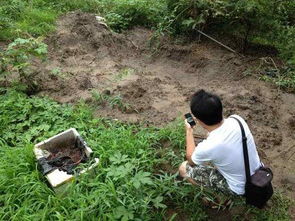 偷红豆杉一棵判几年 国家为什么禁种红豆杉树