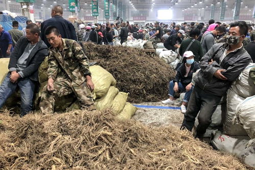 全国最大的人参批发市场 吉林万良人参市场在哪里