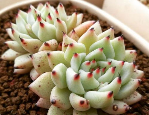 全部用粗河沙养出来多肉 工地上的沙子能种多肉