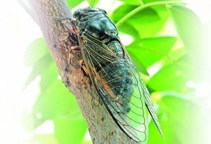 像知了猴很小的那种 一种很小个很像知了的虫子