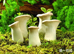 像银耳一样的菌类 白色的像银耳的蘑菇