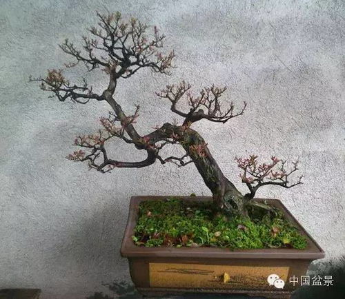 傲雪寒梅比喻什么人 梅花香自苦寒来,傲雪寒梅独自开