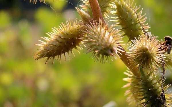 儿童用苍耳子油安全吗 苍耳香油抹鼻孔的危害