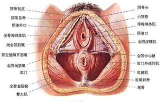 免费特殊阴部性按摩 阴部按摩减肥法应该怎么做