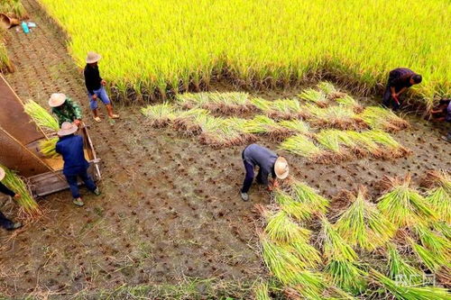 入谷圈有什么要注意的 谷子一定要是官方的吗