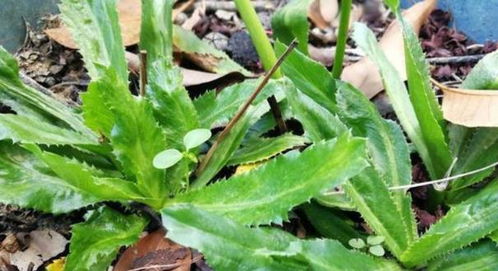 假蒌叶是热性还是凉性 哪些人不能吃假蒌叶